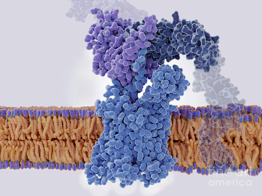 Hiv Interacting With Receptors Ccr5 And Cd4 Photograph by Juan Gaertner ...