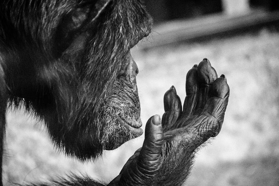 Wildlife Photograph - Hmm, Chimpanzee by Vladimir Pauco