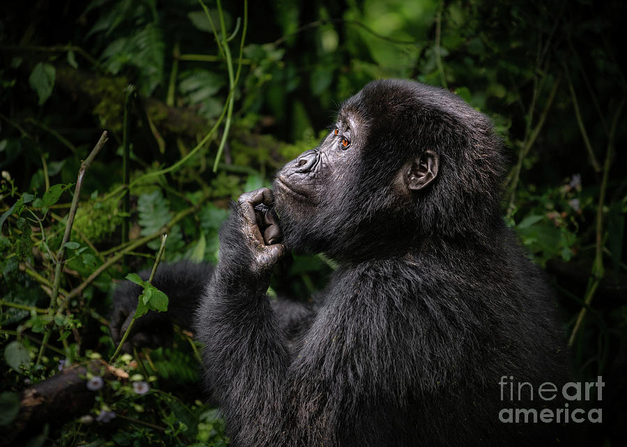 Gorilla Photograph - Hmmmmm by Jamie Pham
