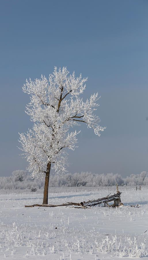 Winter Photograph - Hoar Frost at BVG 2018-3 by Thomas Young