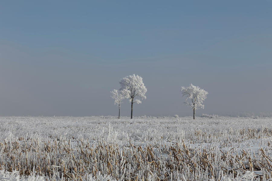 Winter Photograph - Hoar Frost at BVG 2018-5 by Thomas Young