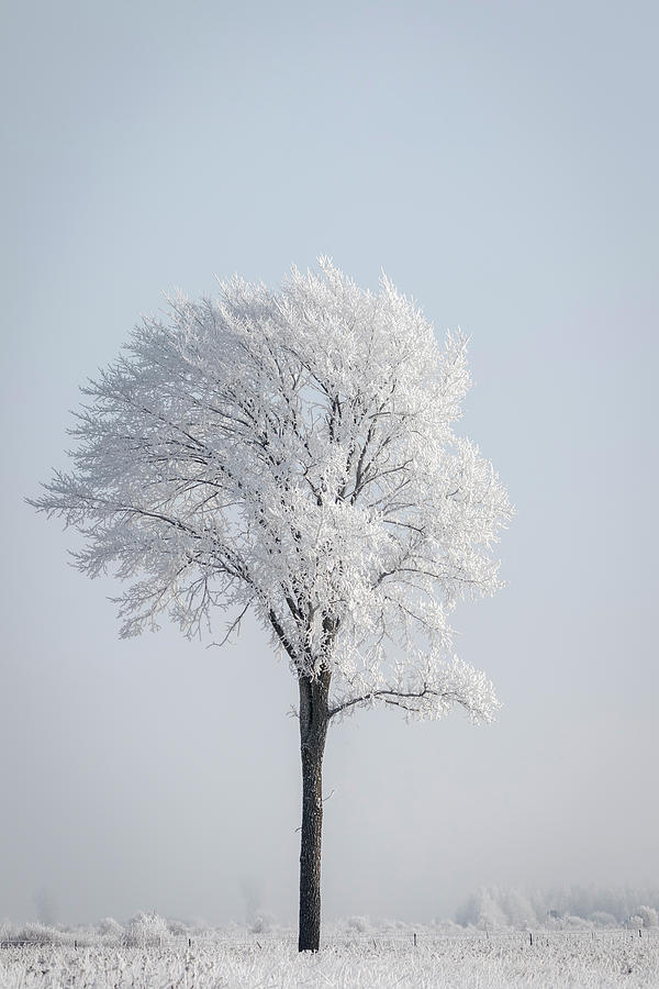 Winter Photograph - Hoar Frost at BVG 2018-8 by Thomas Young