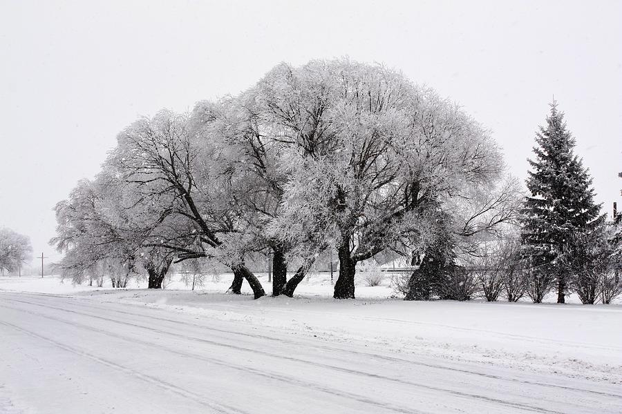 Hoar frost in trees Photograph by David Matthews