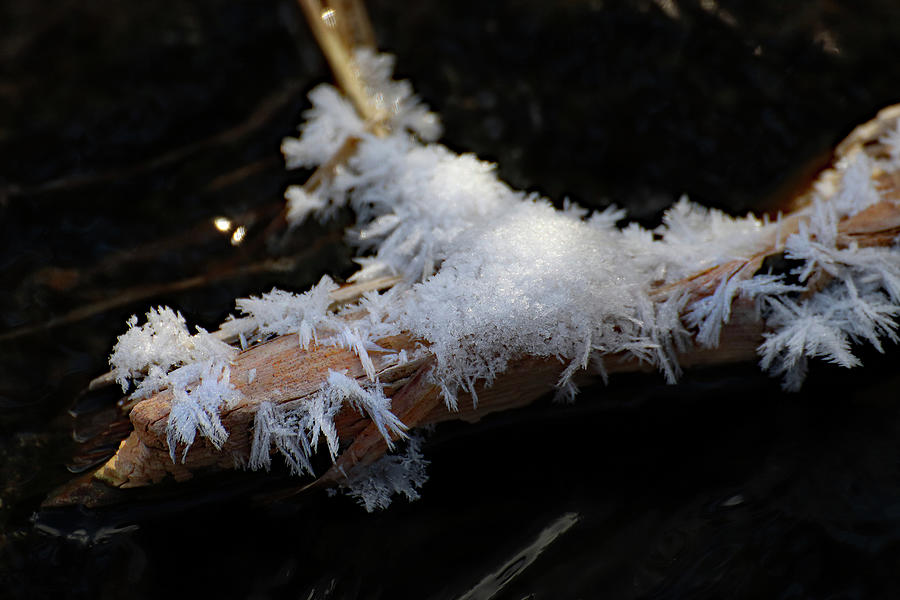 Hoar Frost on Creek Log Photograph by David T Wilkinson