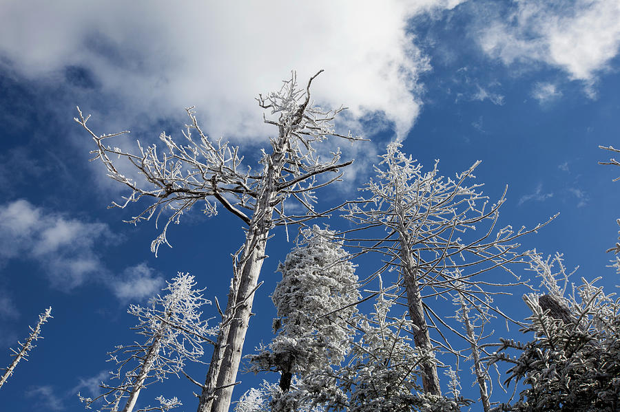 Hoar Frost On Dead Trees Photograph by Jerry Whaley