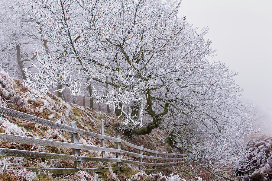 Hoar Frost On The Trees And Fence At Photograph by Lizzie Shepherd / Design Pics