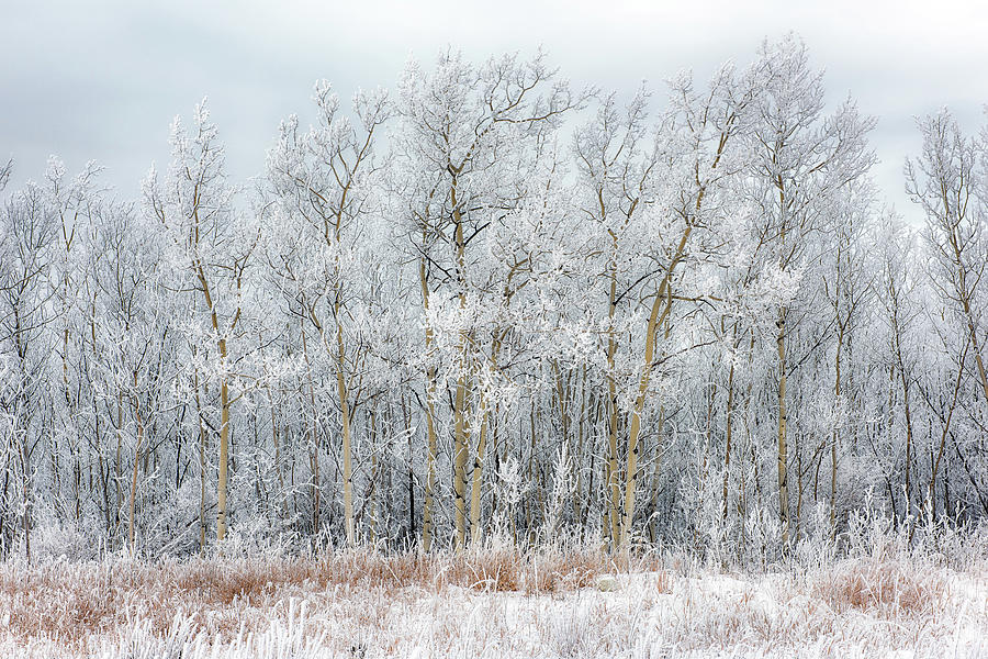 Hoar frost Photograph by Stefan Gottermann | Fine Art America