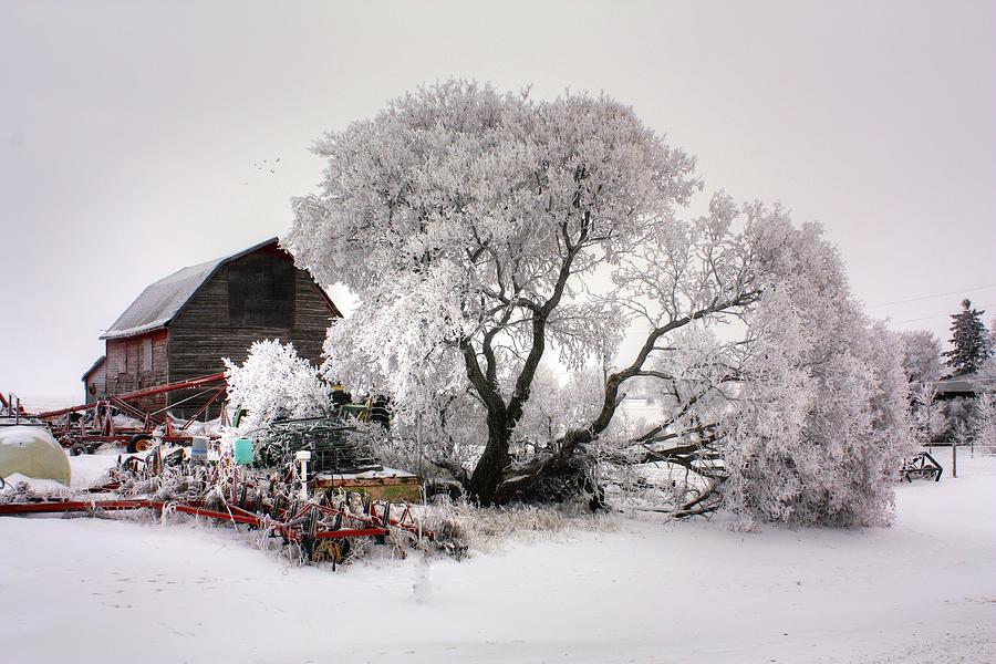 Hoar frost yard Photograph by David Matthews