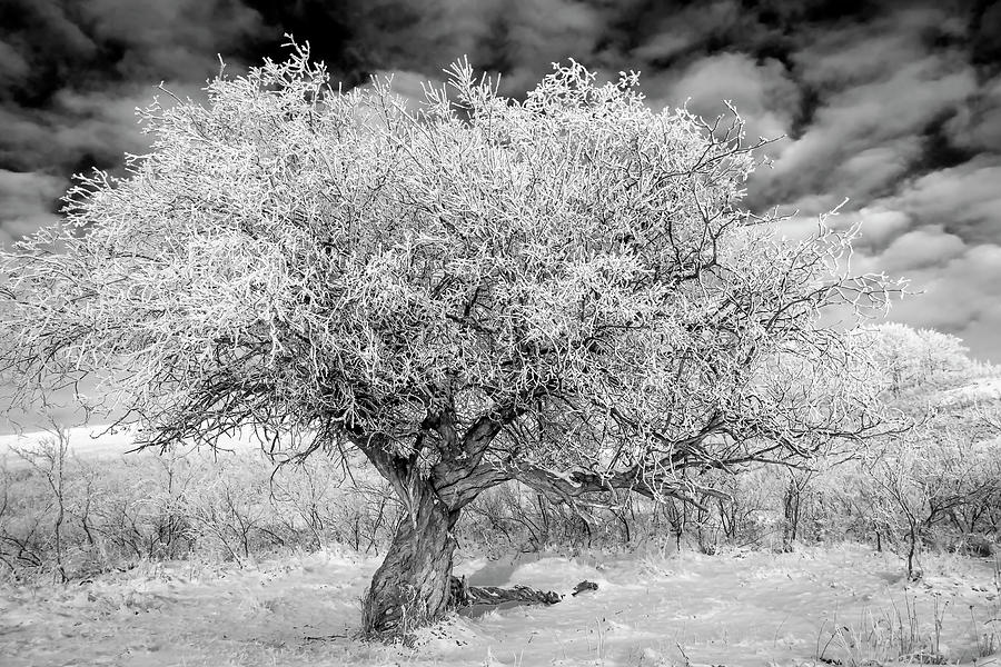 Hoar Frosted Tree in Black and White by Karen and Phil Rispin Hoar Frosted Tree in Black and White by Karen and Phil Rispin