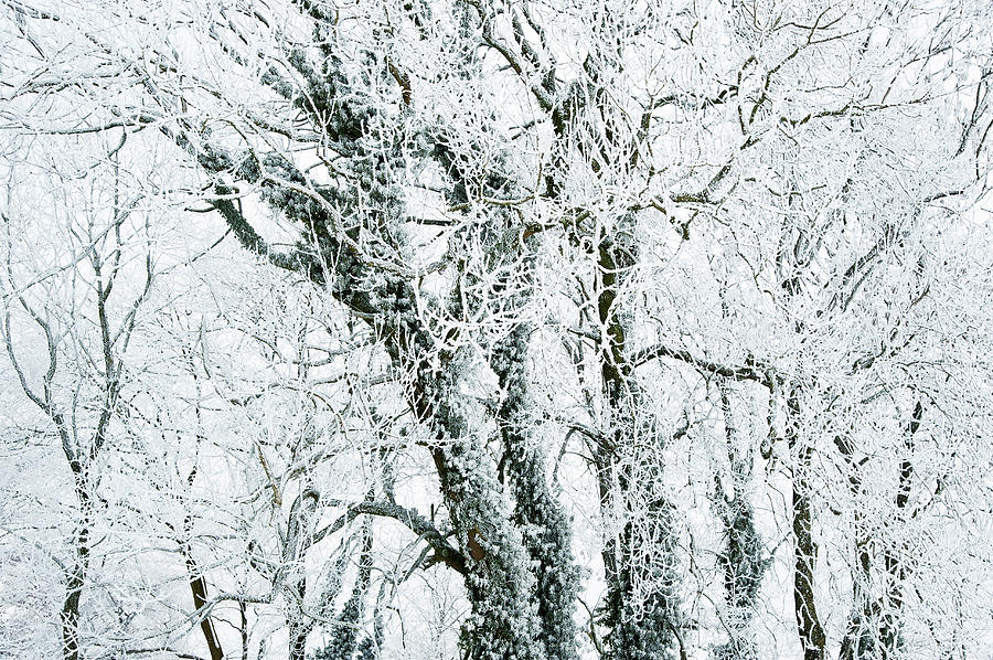 Hoare Frost And Snow On Winter Trees Photograph by Mike Hill