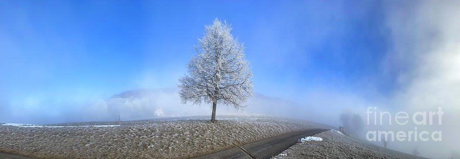 Hoarfost On A Solitary Small-leaved Lime In Fog Photograph by Michael Szoenyi/science Photo Library