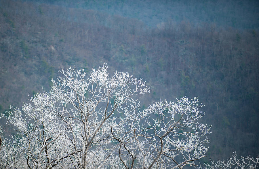 Hoarfrost Collects on Branches Photograph by Mark Duehmig