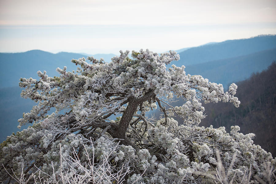 Hoarfrost in the Blue Ridge Mountains Photograph by Mark Duehmig