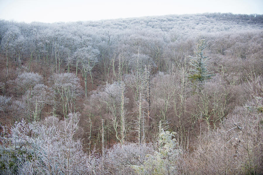 Hoarfrost in the Tree Tops Photograph by Mark Duehmig
