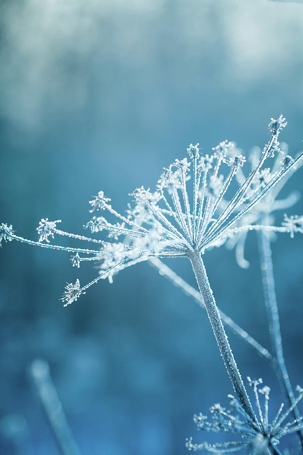 Hoarfrost On A Plant Photograph by 5ugarless
