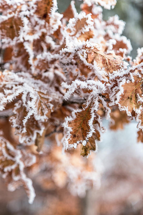 Hoarfrost On Oak Leaves Photograph by Syl Loves