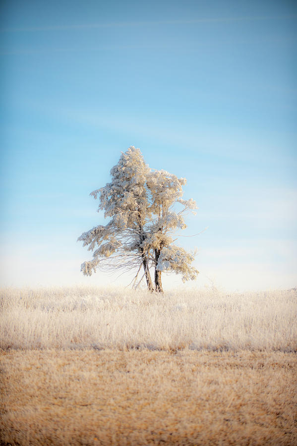 Hoarfrost on the Prairie Tree Photograph by Mark Duehmig