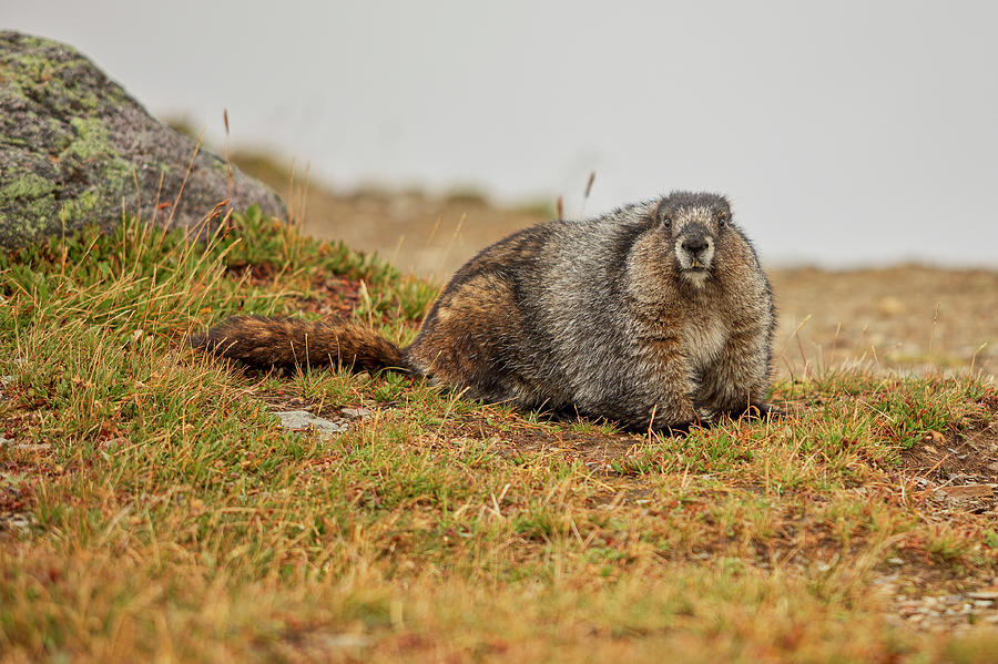 Hoary Marmot Photograph by Eunice Gibb