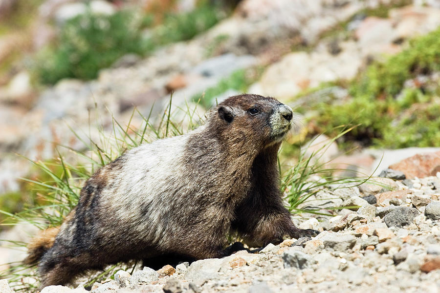 Hoary Marmot, Marmota Caligata, Mount Rainier Nationalpark, Washington ...