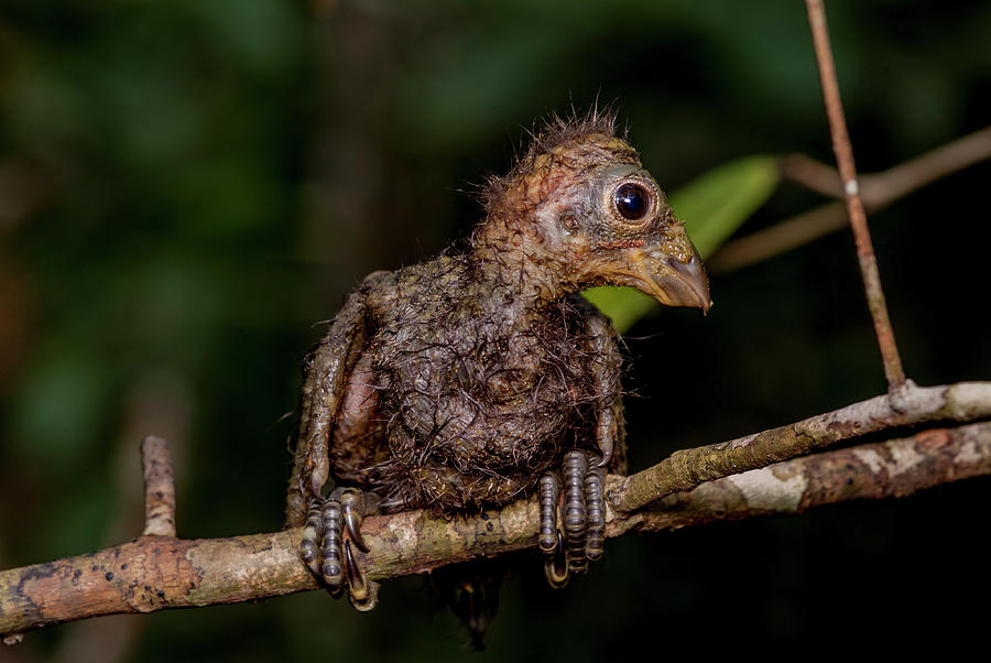 Hoatzin Chick Perched On Branch Showing Claws On Wings Peru Photograph