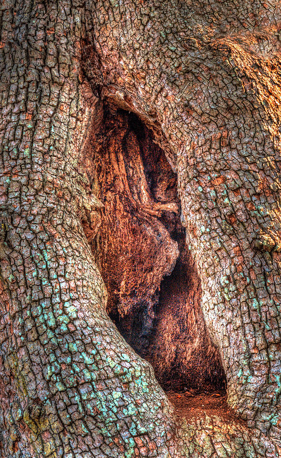 Hobbit Hole In The Tree Photograph by Gary Slawsky