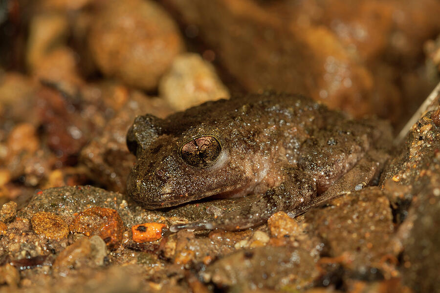 Hochstetter's Frog . Northland, New Zealand. Endangered Photograph by ...