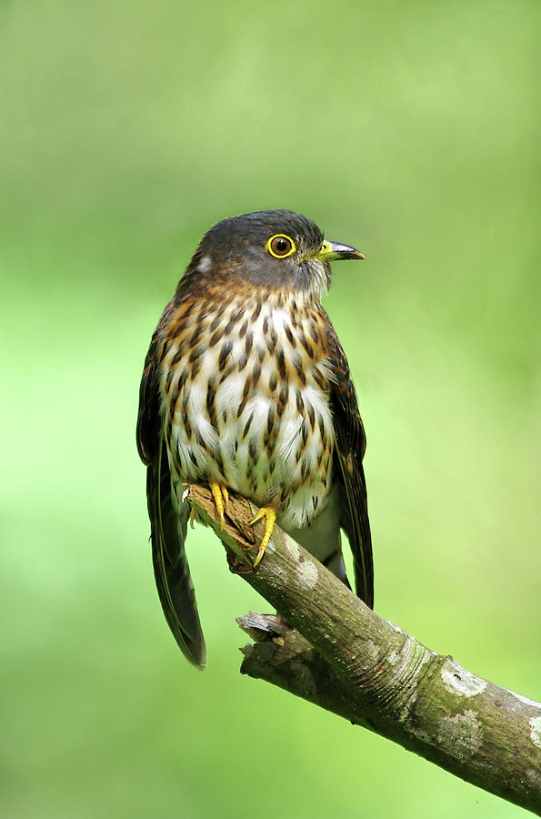 Hodgsons Hawk-cuckoo Photograph by © Copyright Kengoh8888