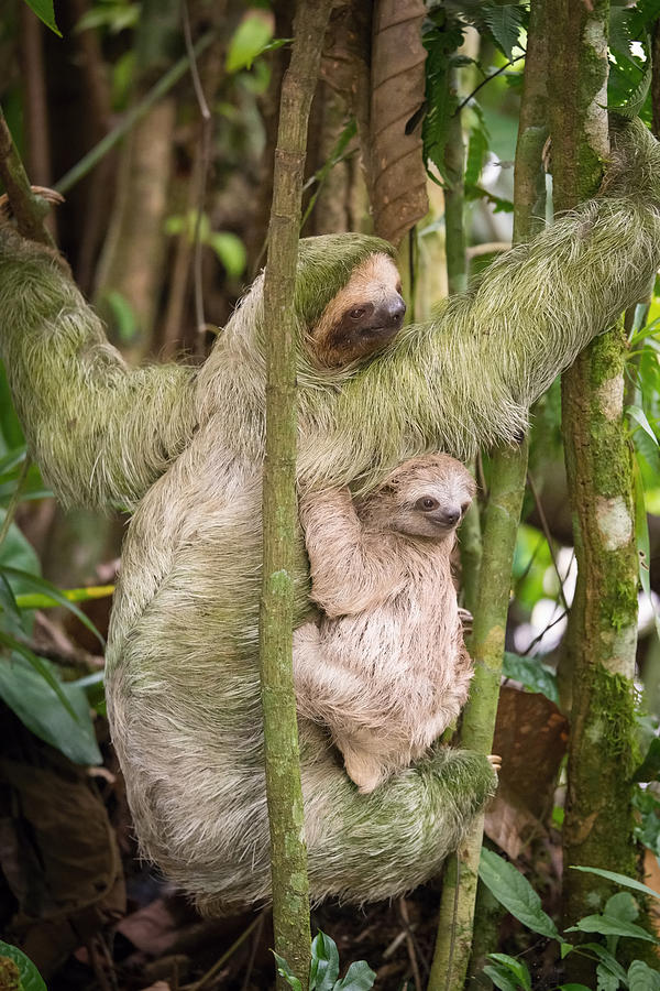 Hoffmanns Two-toed Sloth, Choloepus Hoffmanni Photograph by Petr Simon