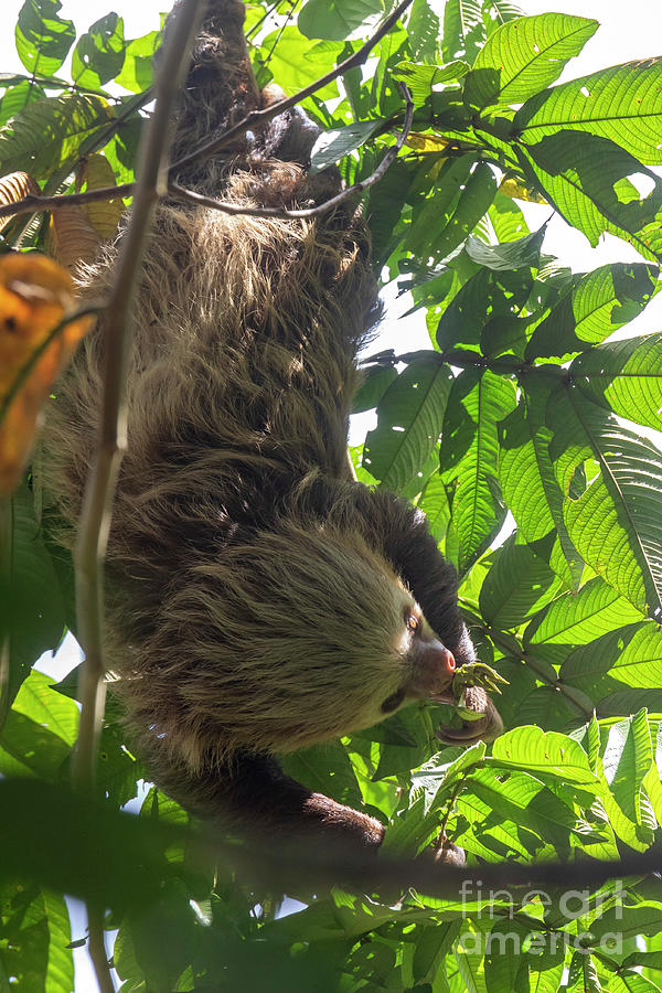 Hoffmanns Two-toed Sloth Photograph by Jim West/science Photo Library