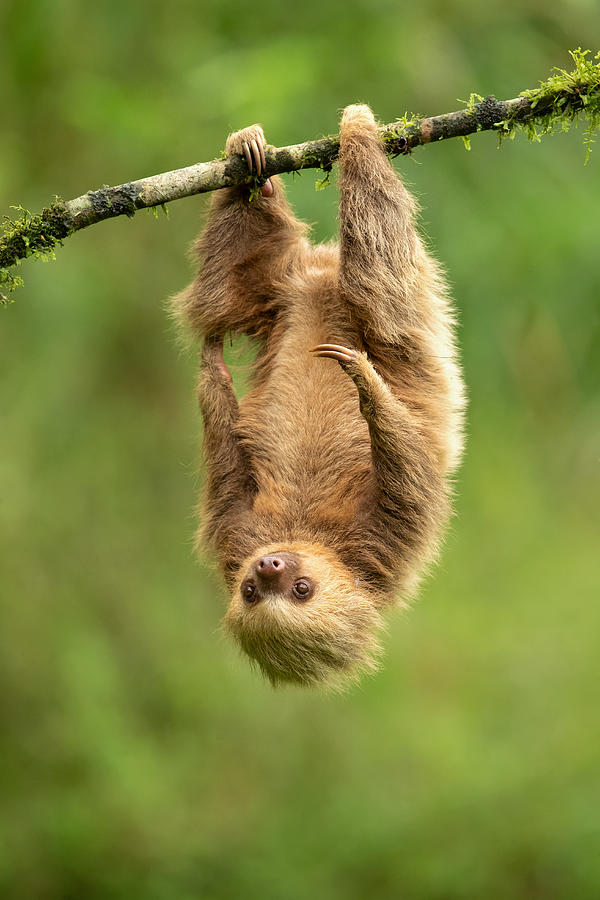 Nature Photograph - Hoffmann\s Two-toed Sloth by Milan Zygmunt