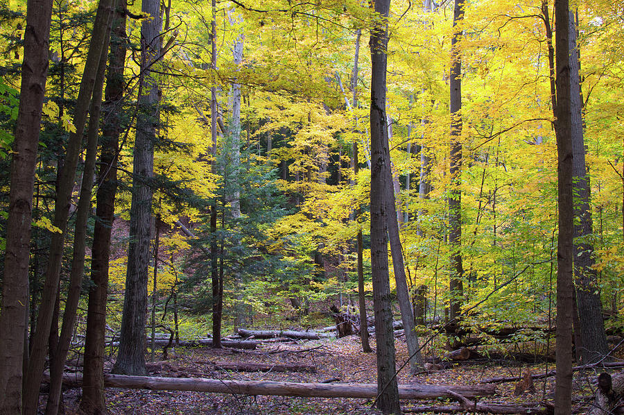 Hoffmaster State Park Autumn Photograph by Ken Figurski