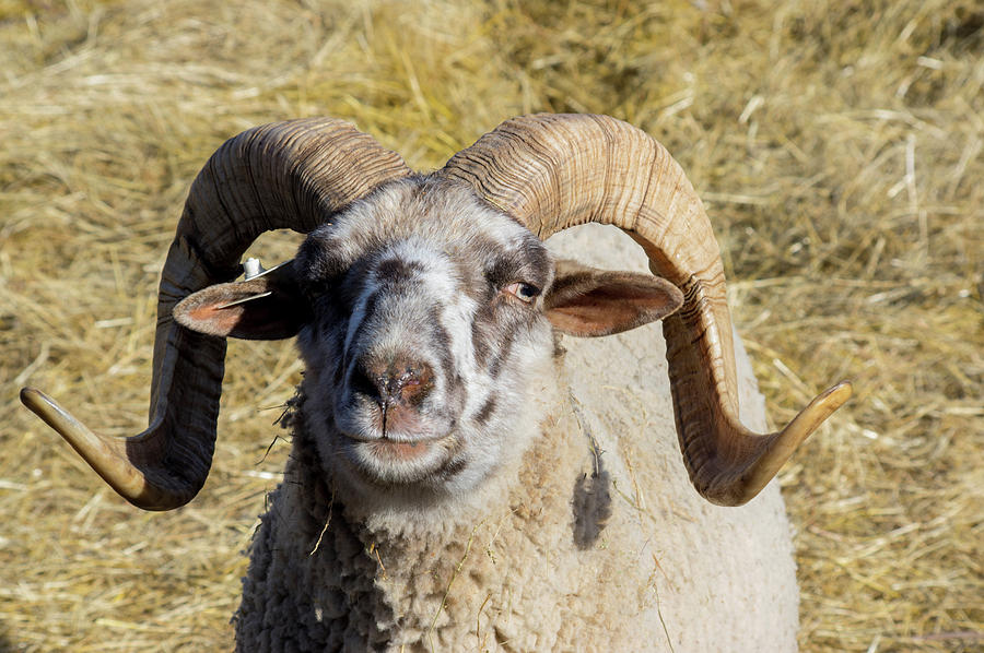 Hog Island Sheep 1 by Buddy Scott Hog Island Sheep 1 by Buddy Scott