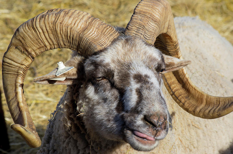 Hog Island Sheep 2 by Buddy Scott Hog Island Sheep 2 by Buddy Scott