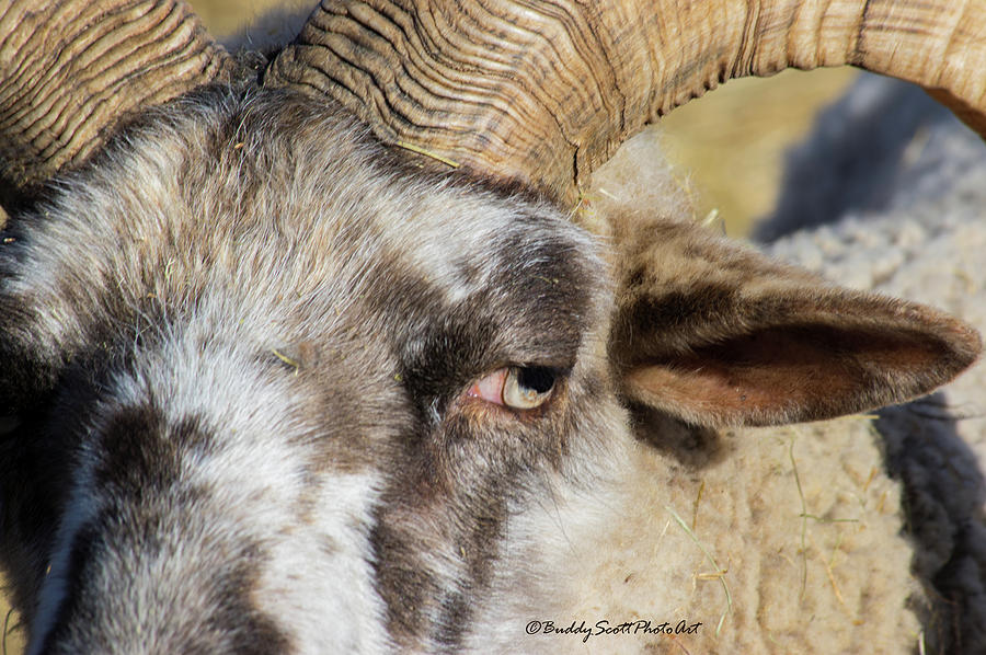 Hog Island Sheep 3 by Buddy Scott Hog Island Sheep 3 by Buddy Scott
