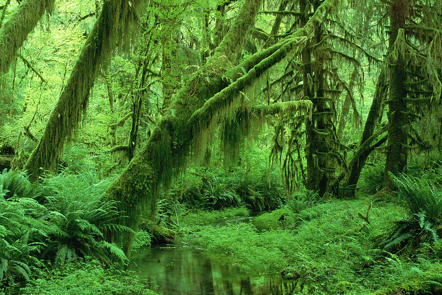 Hoh Rainforest Interior View  Olympic Photograph by Nhpa