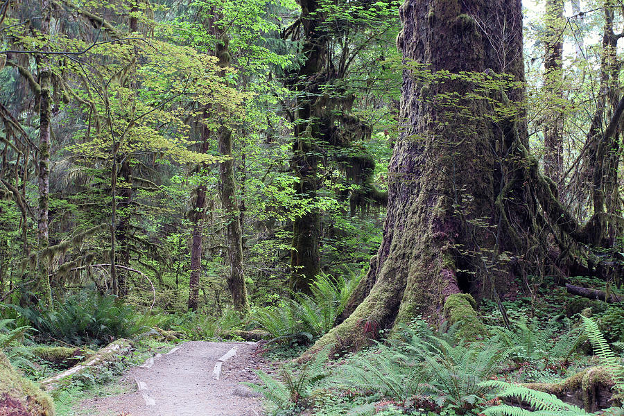 Hoh Rainforest - Olympic National Park - Washington by Rick Veldman Hoh Rainforest - Olympic National Park - Washington by Rick Veldman