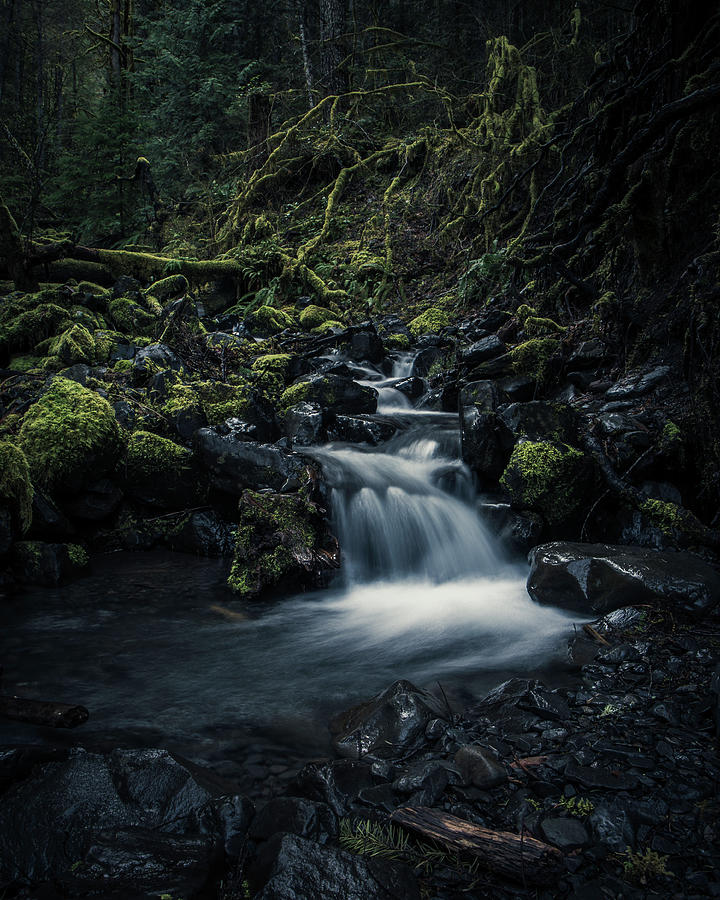 Albums 97+ Pictures olympic national park and the hoh rain forest Full HD, 2k, 4k