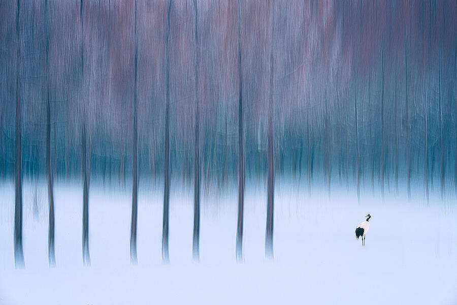 Fantasy Photograph - Hokkaido Impression by Aidong Ning
