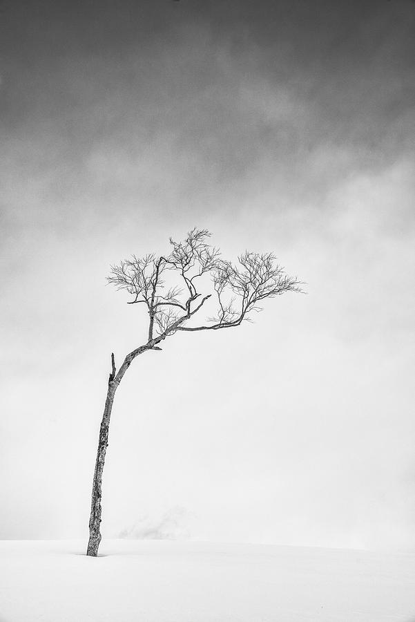 Hokkaido, Serie Tree, Study 1 Photograph by Sophie Voituron