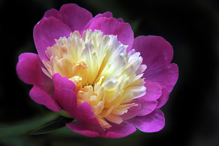 Peony Photograph - Hold Me In The Light by Jessica Jenney Peony Photograph - Hold Me In The Light by Jessica Jenney