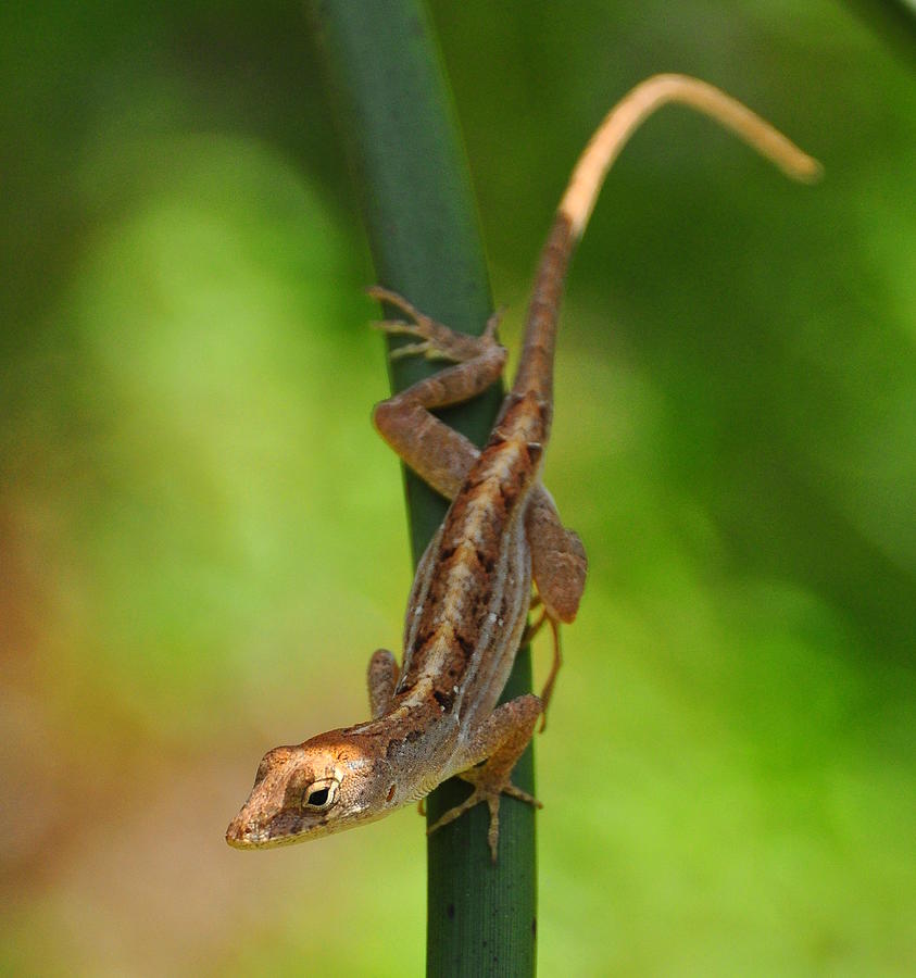 Brown Anole Lizard 0359 Photograph by Amy Spear | Pixels