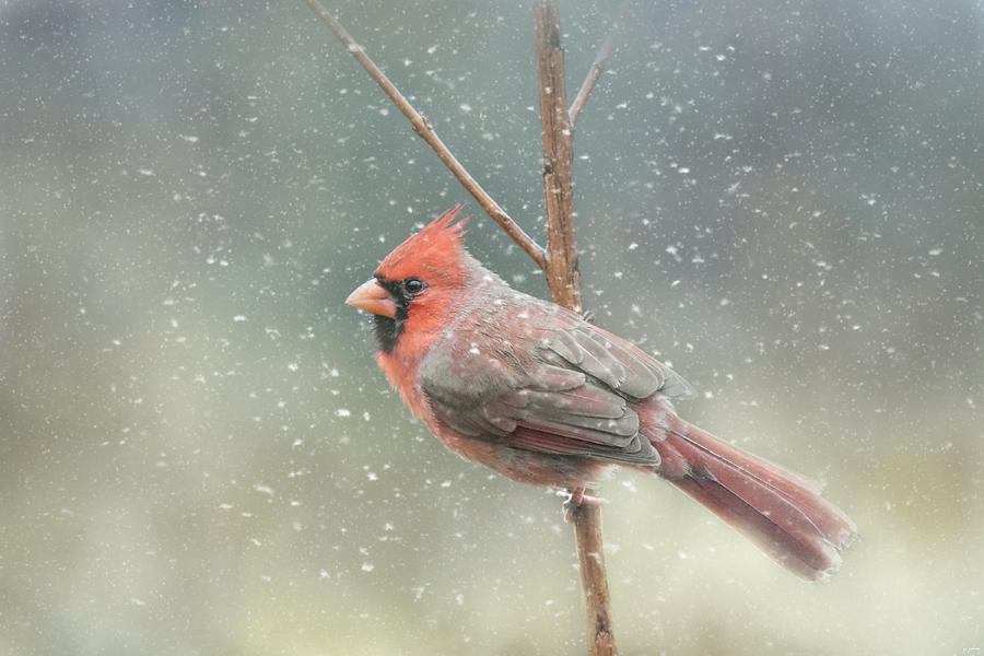 Hold On Baby Its Snowing Photograph by Jai Johnson Hold On Baby Its Snowing Photograph by Jai Johnson