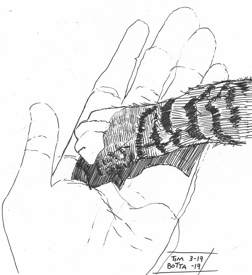 cat hand drawing
