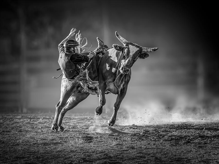 Bull Photograph - Holdout by Frank Ma