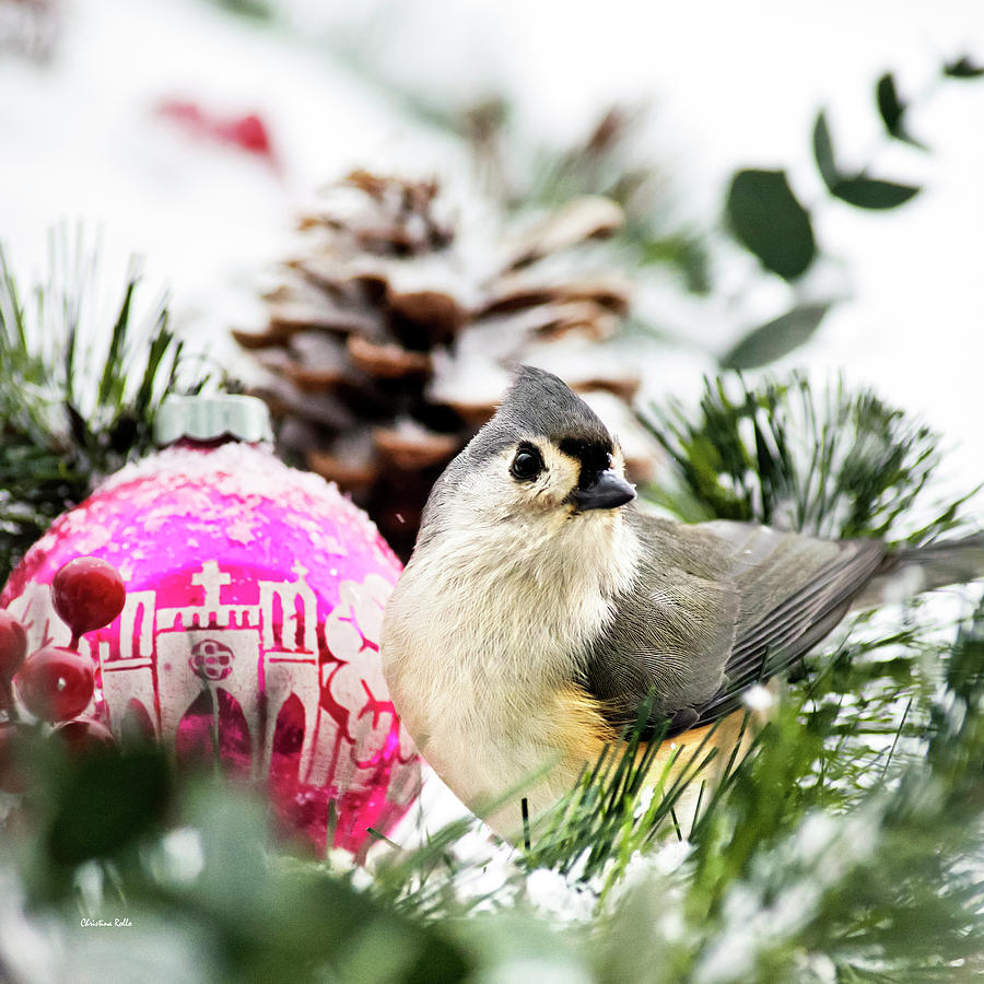 Christmas Photograph - Christmas Bird Titmouse Square by Christina Rollo