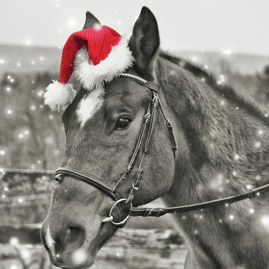Holiday Horse Photograph by JAMART Photography