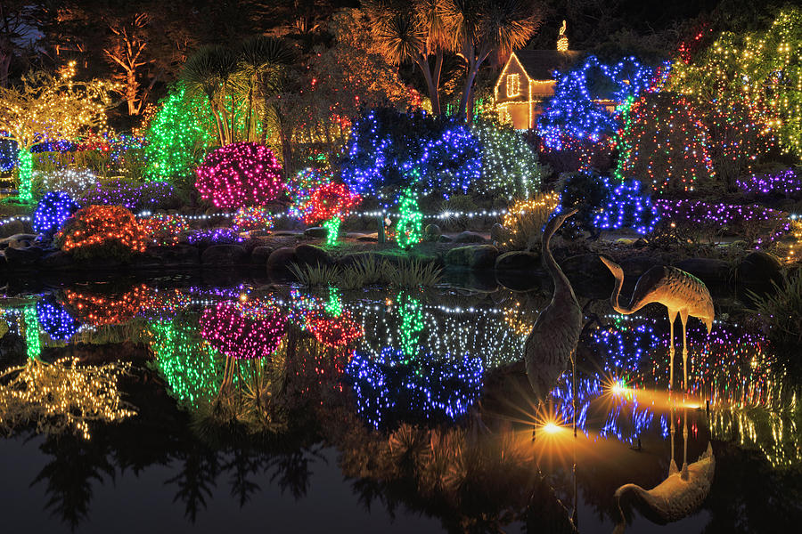 Holiday Lights at Shore Acres State Park. Photograph by Larry Geddis