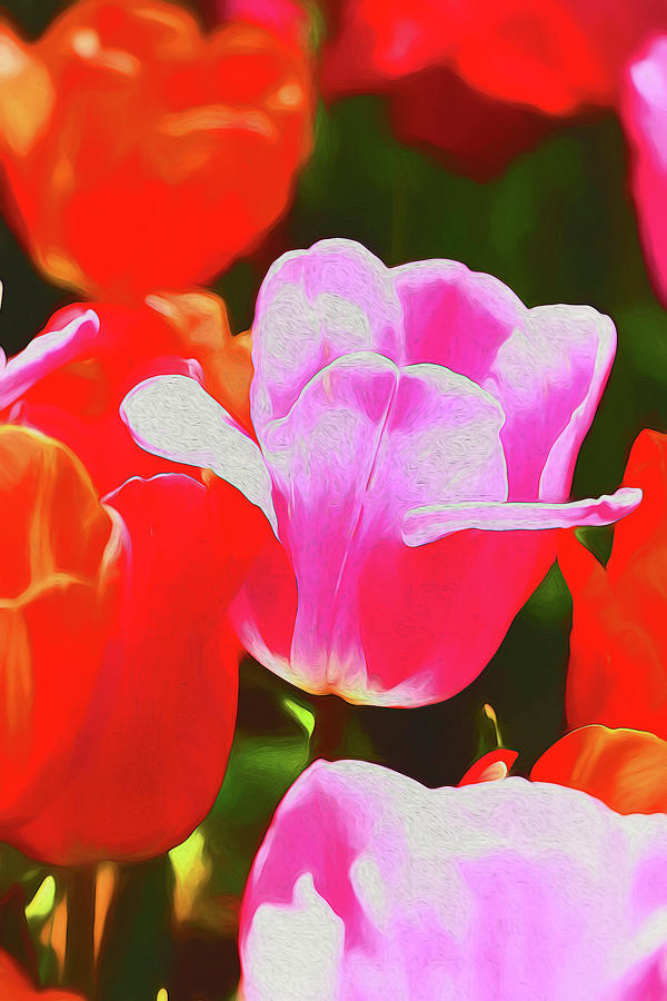 Holland Ridge Tulip Farm # 19 by Allen Beatty Holland Ridge Tulip Farm # 19 by Allen Beatty