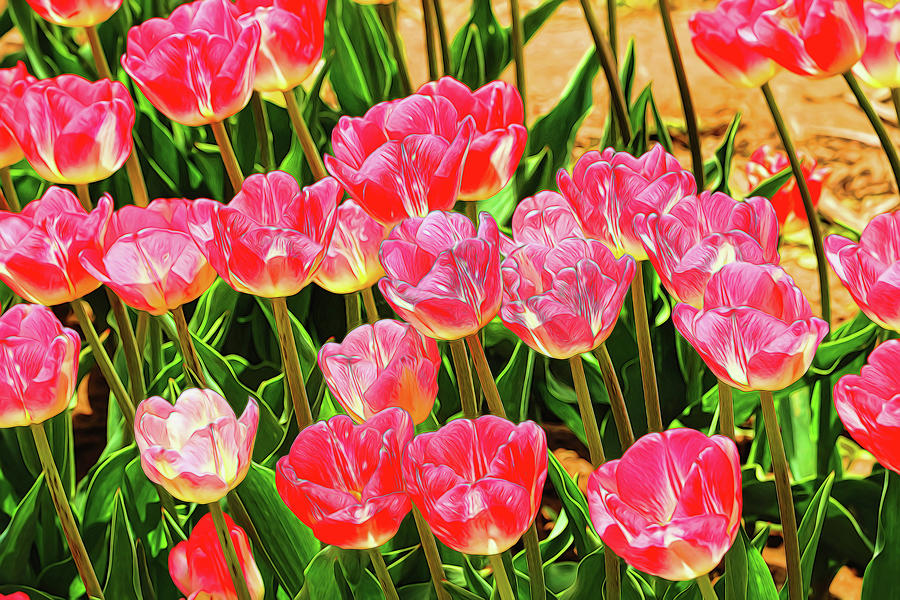 Holland Ridge Tulip Farm # 21 by Allen Beatty Holland Ridge Tulip Farm # 21 by Allen Beatty