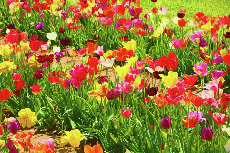 Holland Ridge Tulip Farm # 23 by Allen Beatty Holland Ridge Tulip Farm # 23 by Allen Beatty